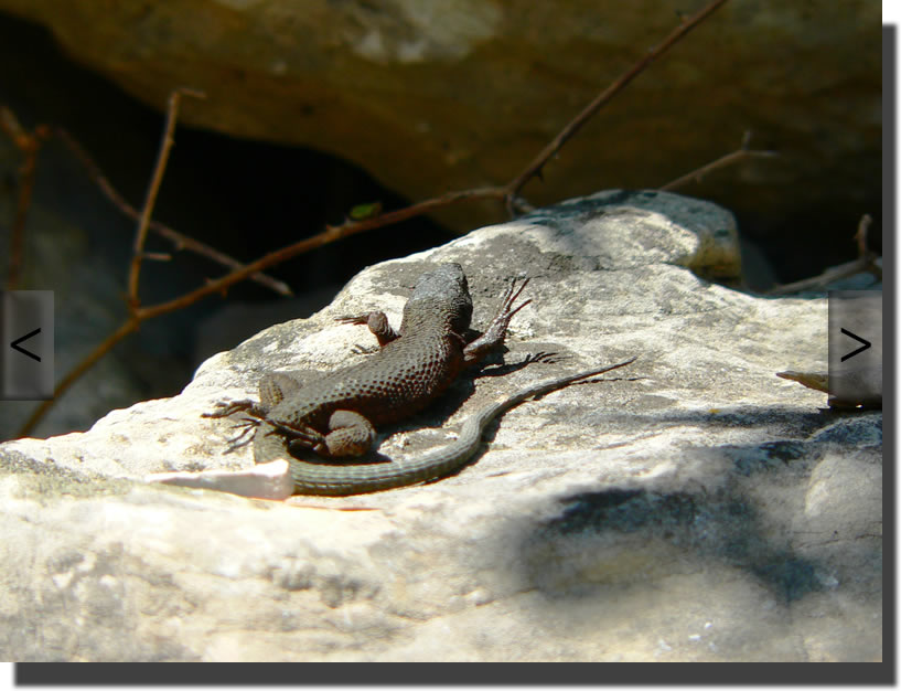Algyroides nigropunctatus
